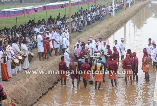 Arasu Kambala ..
